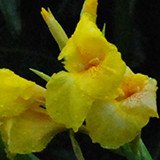 黄色いカンナの写真